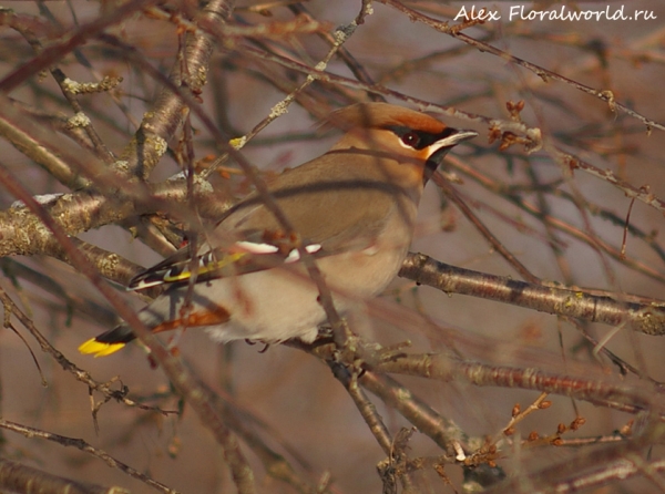  Bombycilla garrulus
Ключевые слова: Bombycilla garrulus