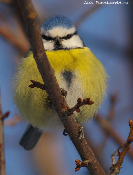 Parus caeruleus
Ключевые слова: Parus caeruleus