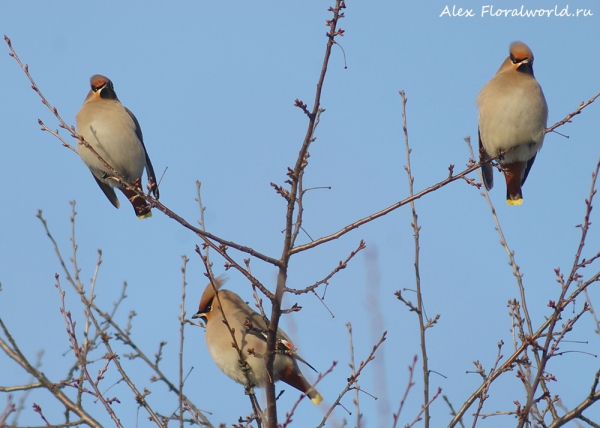  Bombycilla garrulus
Ключевые слова: Bombycilla garrulus