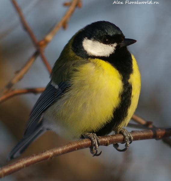 Parus major
Ключевые слова: Parus major