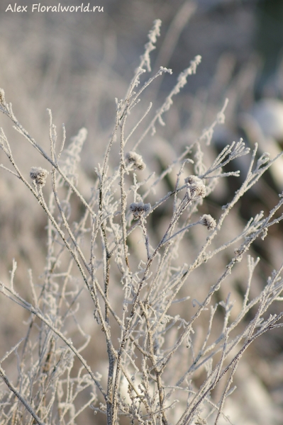 Winter
Ключевые слова: winter