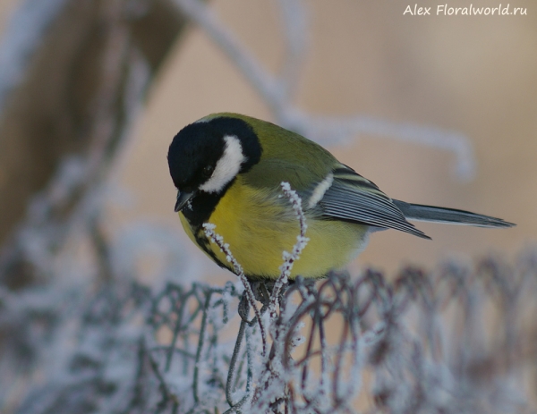 Parus major
Ключевые слова: Parus major