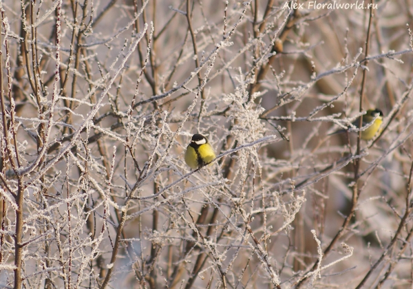 Parus major
Ключевые слова: Parus major