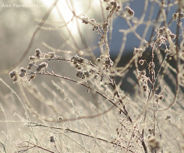 Winter
Ключевые слова: winter