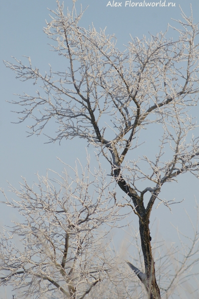 Winter
Ключевые слова: winter