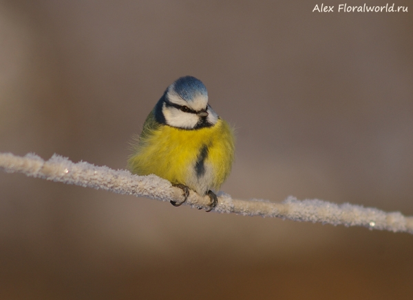 Parus caeruleus
Ключевые слова: Parus caeruleus