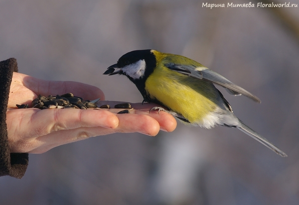Parus major
Ключевые слова: Parus major