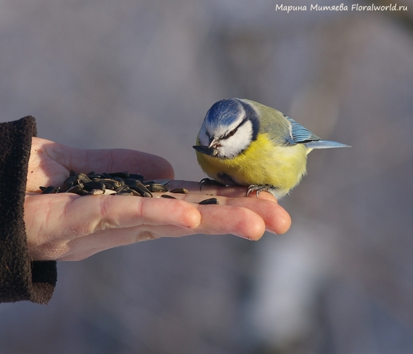 Parus caeruleus
Ключевые слова: Parus caeruleus