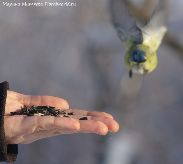 Parus caeruleus
Ключевые слова: Parus caeruleus