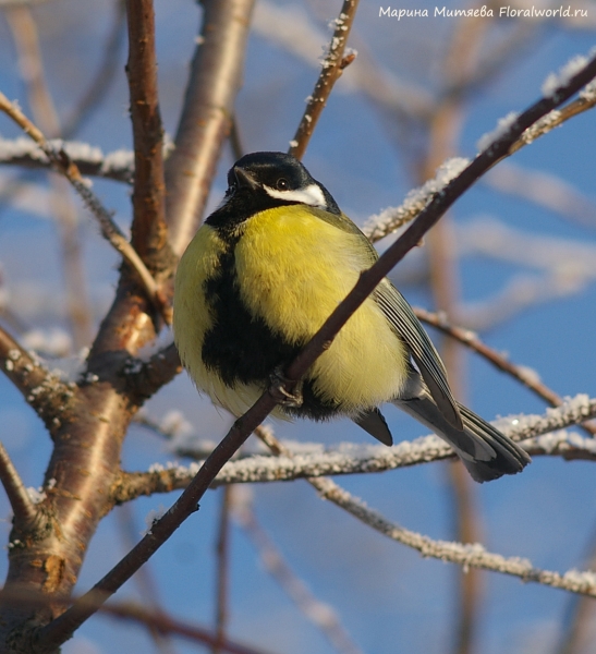 Parus major
Ключевые слова: Parus major