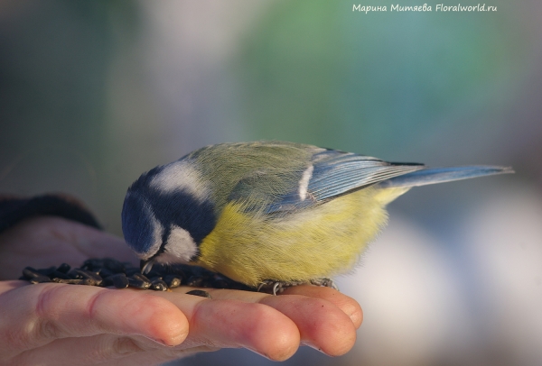 Parus caeruleus
Ключевые слова: Parus caeruleus
