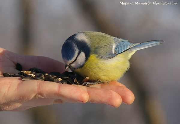 Parus caeruleus
Ключевые слова: Parus caeruleus
