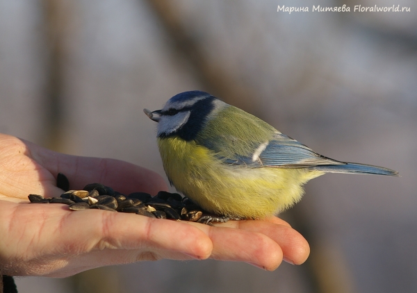 Parus caeruleus
Ключевые слова: Parus caeruleus