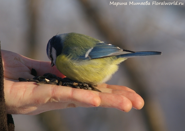 Parus caeruleus
Ключевые слова: Parus caeruleus