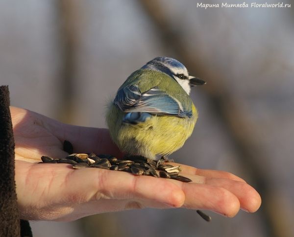 Parus caeruleus
Ключевые слова: Parus caeruleus