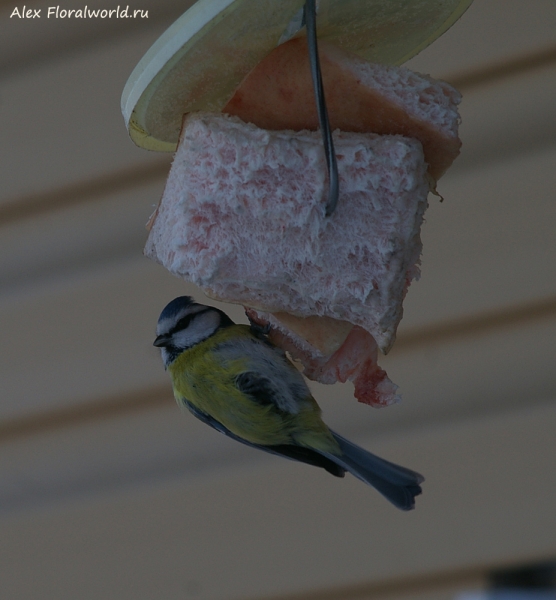 Parus caeruleus
Ключевые слова: Parus caeruleus