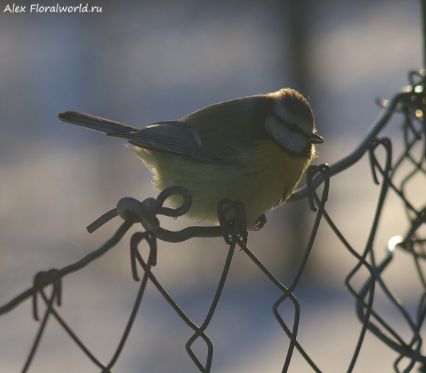 Parus caeruleus
Ключевые слова: Parus caeruleus
