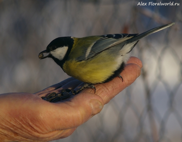 Parus major
Ключевые слова: Parus major