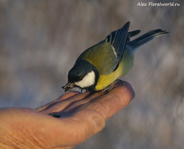 Parus major
Ключевые слова: Parus major