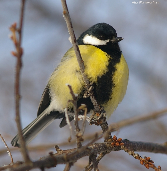 Parus major
Ключевые слова: Parus major