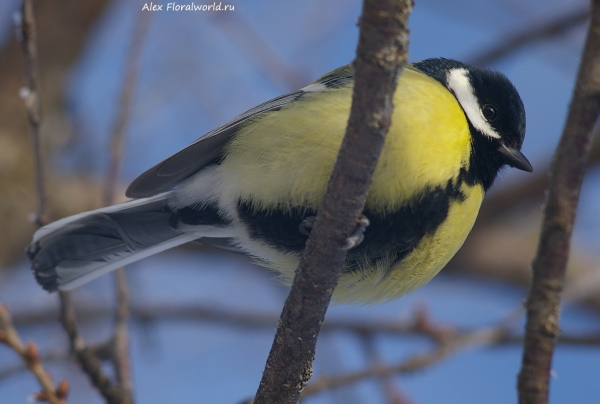 Parus major
Ключевые слова: Parus major