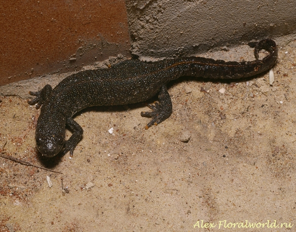 Гребенчатый тритон - Triturus cristatus
Ключевые слова: гребенчатый тритон Triturus cristatus фото