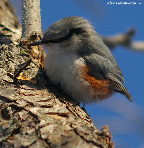 Sitta europaea
Ключевые слова: Sitta europaea