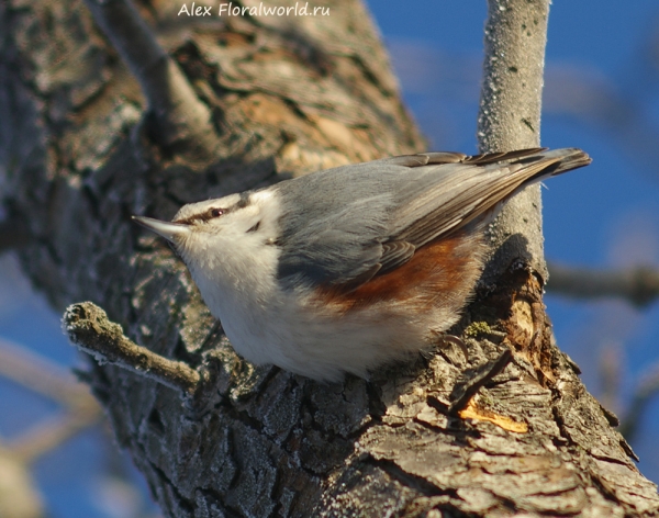 Sitta europaea
Ключевые слова: Sitta europaea