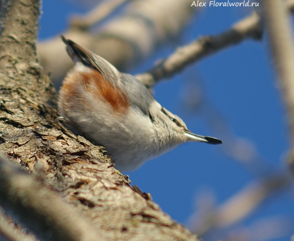 Sitta europaea
Ключевые слова: Sitta europaea