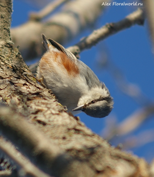 Sitta europaea
Ключевые слова: Sitta europaea