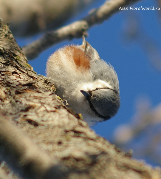 Sitta europaea
Ключевые слова: Sitta europaea