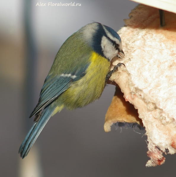Parus caeruleus
Ключевые слова: Parus caeruleus
