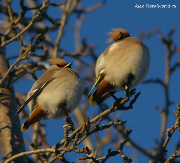 Bombycilla garrulus
Ключевые слова: Bombycilla garrulus