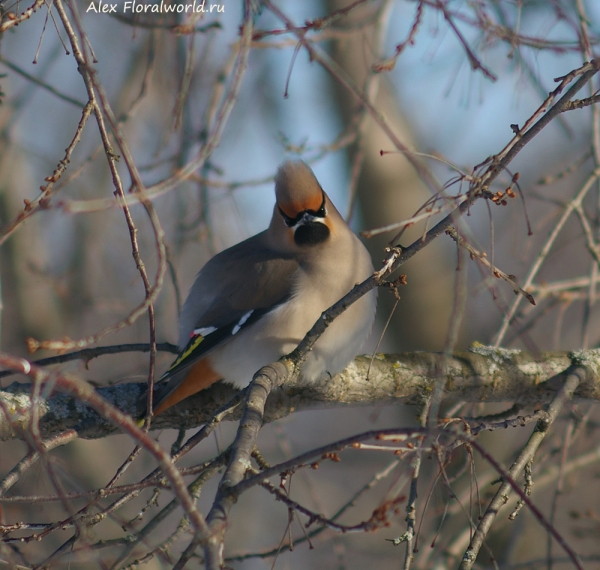 Bombycilla garrulus
Ключевые слова: Bombycilla garrulus