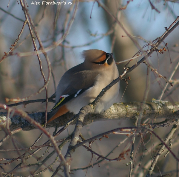 Bombycilla garrulus
Ключевые слова: Bombycilla garrulus