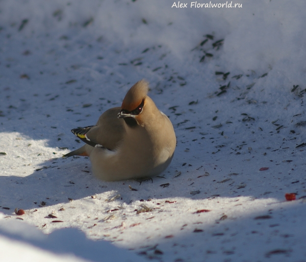 Bombycilla garrulus
Ключевые слова: Bombycilla garrulus