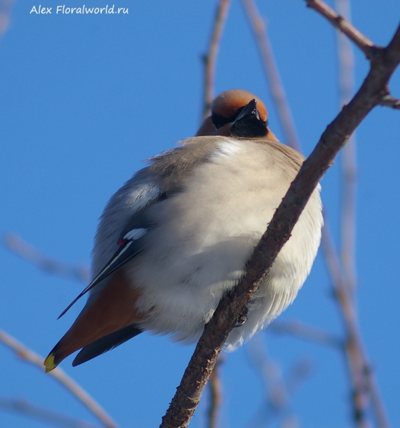 Bombycilla garrulus
Ключевые слова: Bombycilla garrulus
