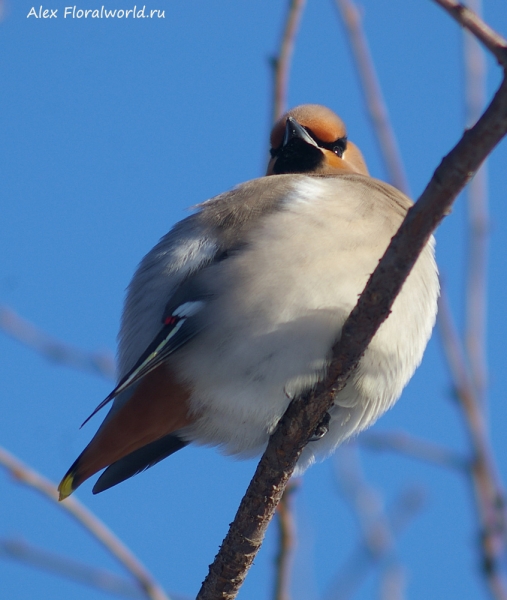 Bombycilla garrulus
Ключевые слова: Bombycilla garrulus
