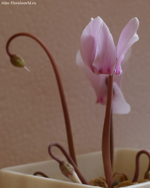 Cyclamen africanum
Ключевые слова: Cyclamen africanum