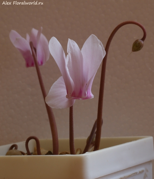 Cyclamen africanum
Ключевые слова: Cyclamen africanum