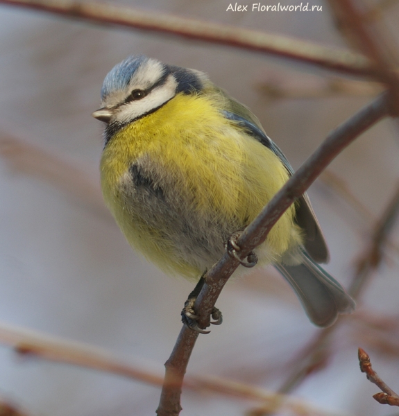 Parus caeruleus
Ключевые слова: Parus caeruleus