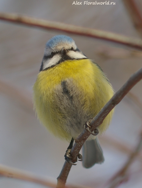 Parus caeruleus
Ключевые слова: Parus caeruleus