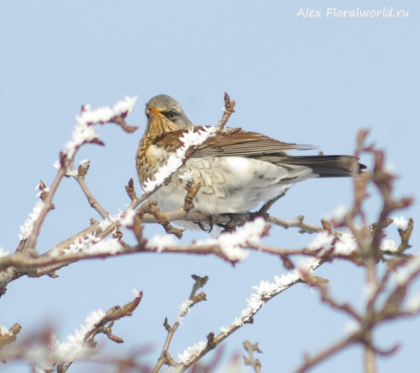 Turdus pilaris
Ключевые слова: Turdus pilaris