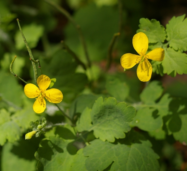 Чистотел большой - Chelidonium majus L.  
