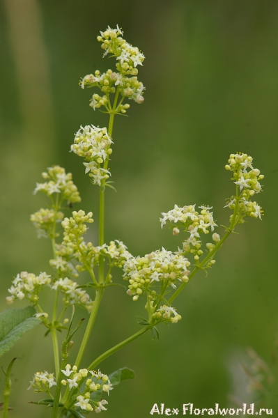 Подмаренник настоящий - Galium verum L. 
Ключевые слова: Подмаренник настоящий Galium verum