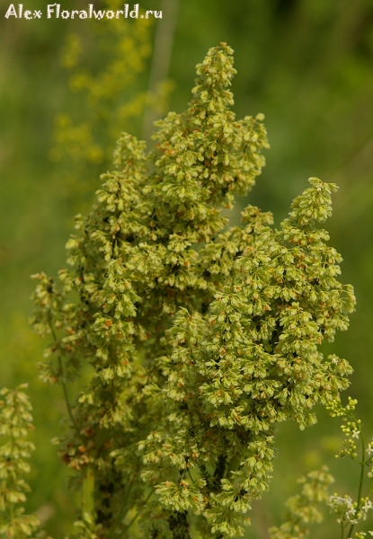Щавель конский - Rumex confertus Willd. 
Ключевые слова: Щавель конский Rumex confertus фото