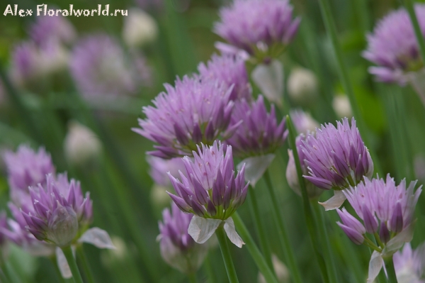Шнитт-лук - Allium schoenoprasum L. 
Ключевые слова: Шнитт-лук Allium schoenoprasum