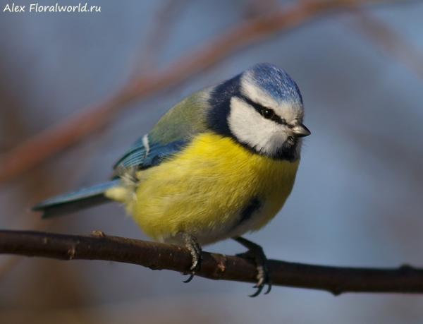 Parus caeruleus
Ключевые слова: Parus caeruleus