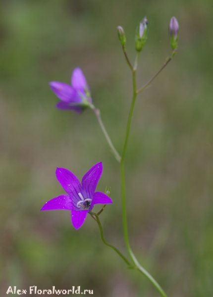 Колокольчик раскидистый  - Campanula patula L.
Ключевые слова: Колокольчик раскидистый Campanula patula