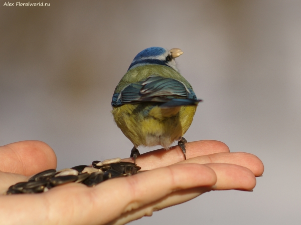 Parus caeruleus
Ключевые слова: Parus caeruleus